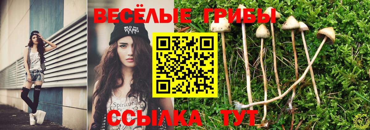 Псилоцибиновые грибы Cubensis Сосновоборск